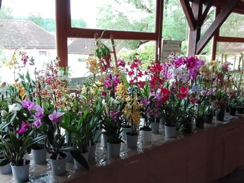 "Fête des plantes" à Bergères "Fête des plantes" à Bergères