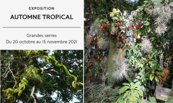 Exposition Automne tropical 2021 Exposition Automne tropical 2021