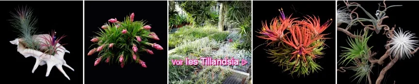 vente de tillandsia