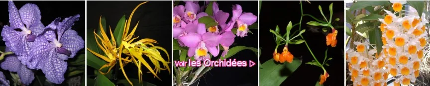vente d'orchid&eacute;es botaniques et hybrides