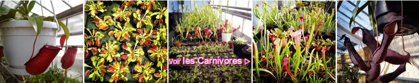 vente de plantes carnivores